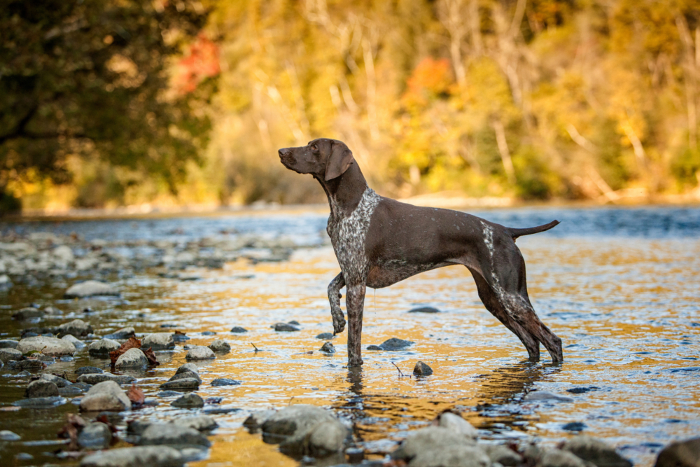 German Shorthaired Pointer, pointing stood in water on rocks surrounded by autumn trees