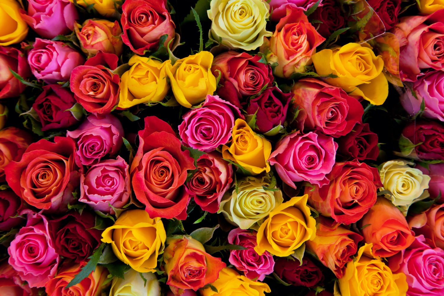 Colorful roses background