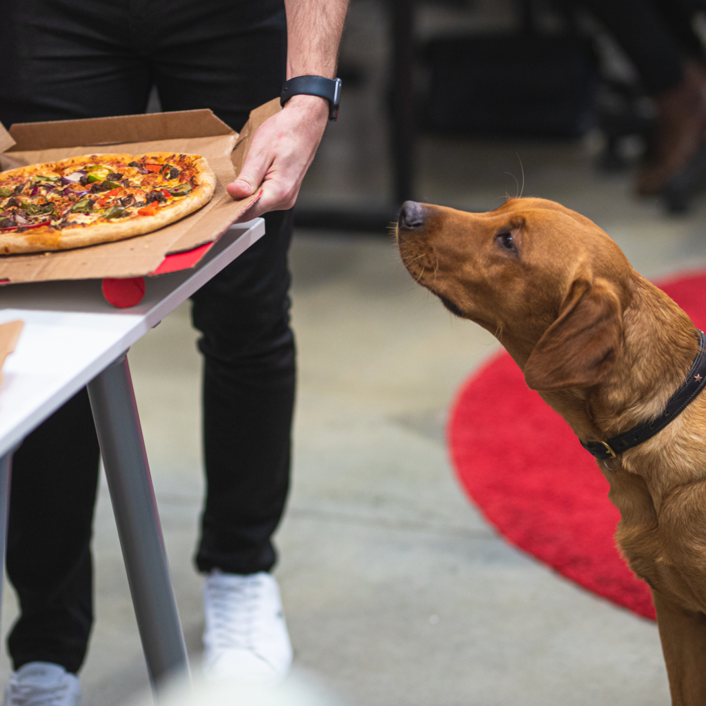 Ziggy, the office dog, desperate to eat Pizza